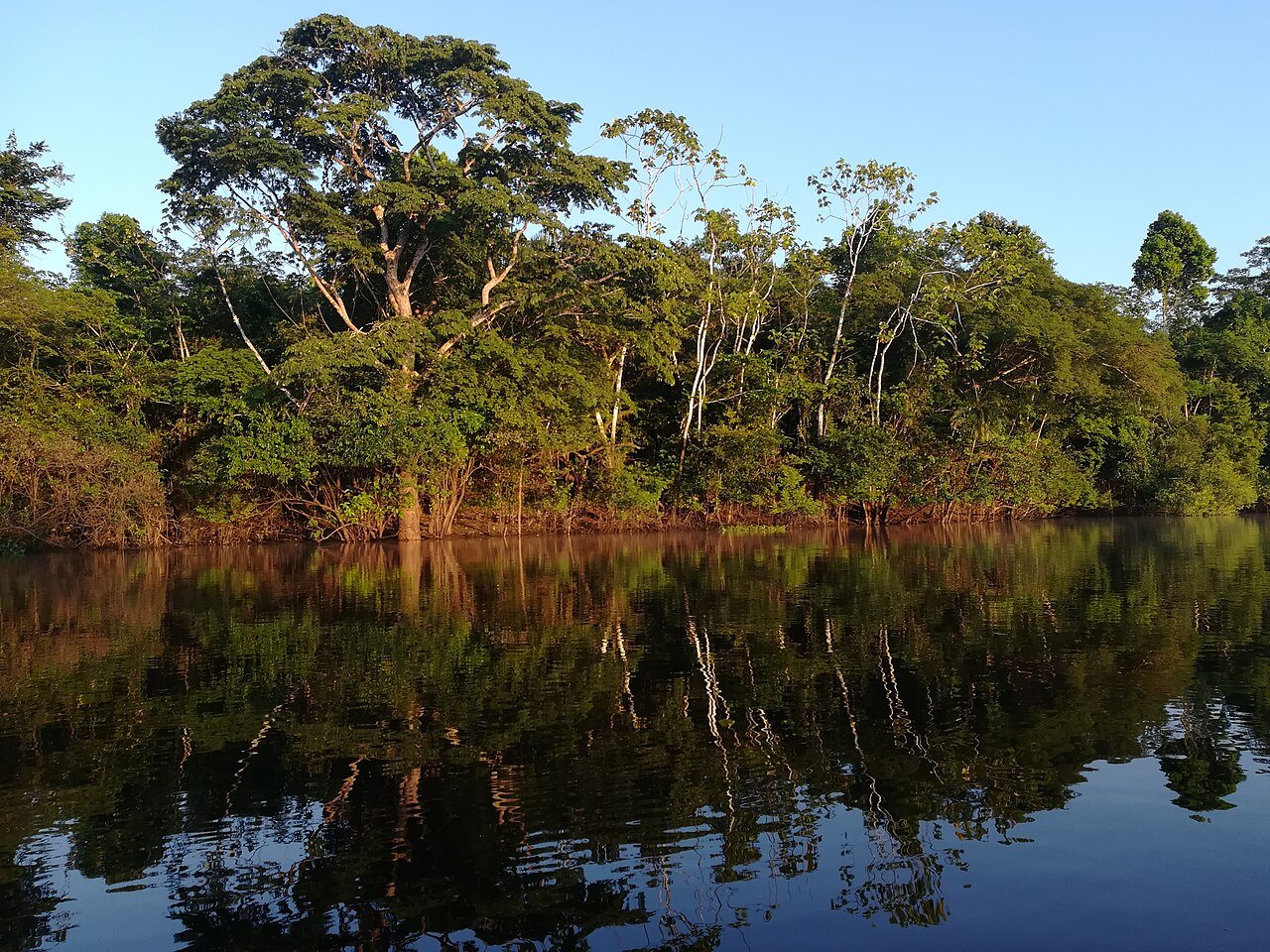 Floresta e céu refletidos nas águas da reserva Pacaya Samiria na Amazônia peruana