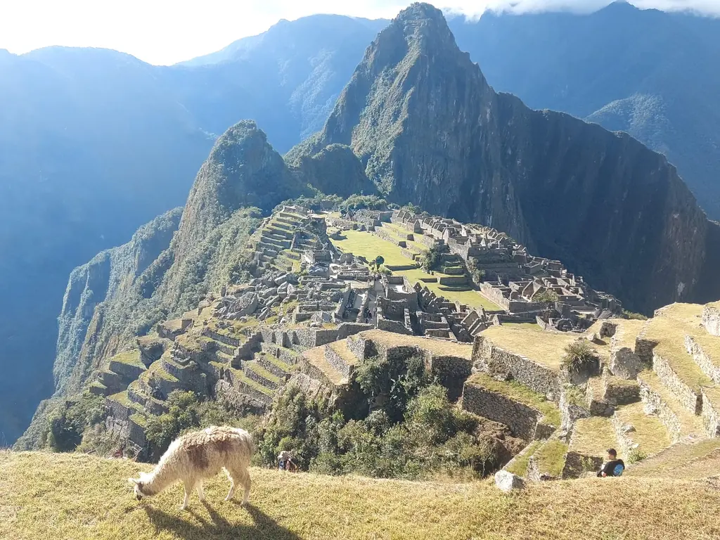 Lhama diante de Machu Picchu e das montanhas andinas