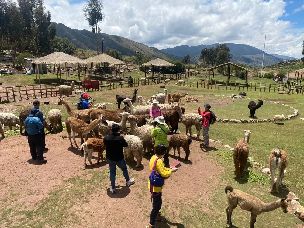 Viajantes entre lhamas e alpacas em Awanakancha